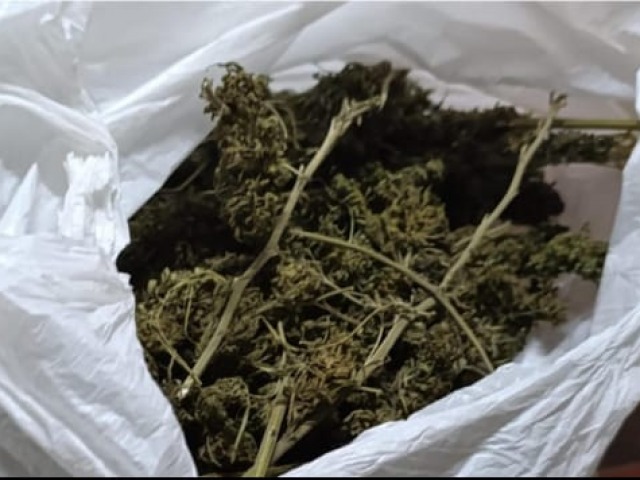 Secuestraron varios recortes de marihuana en un allanamiento